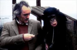 Jed the Chimpanzee