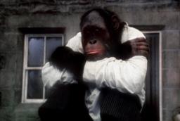 Locke the Orangutan