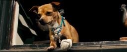Chester the Chihuahua