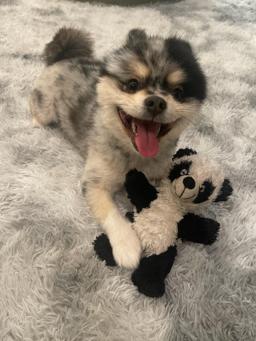 Gizmo Nolan