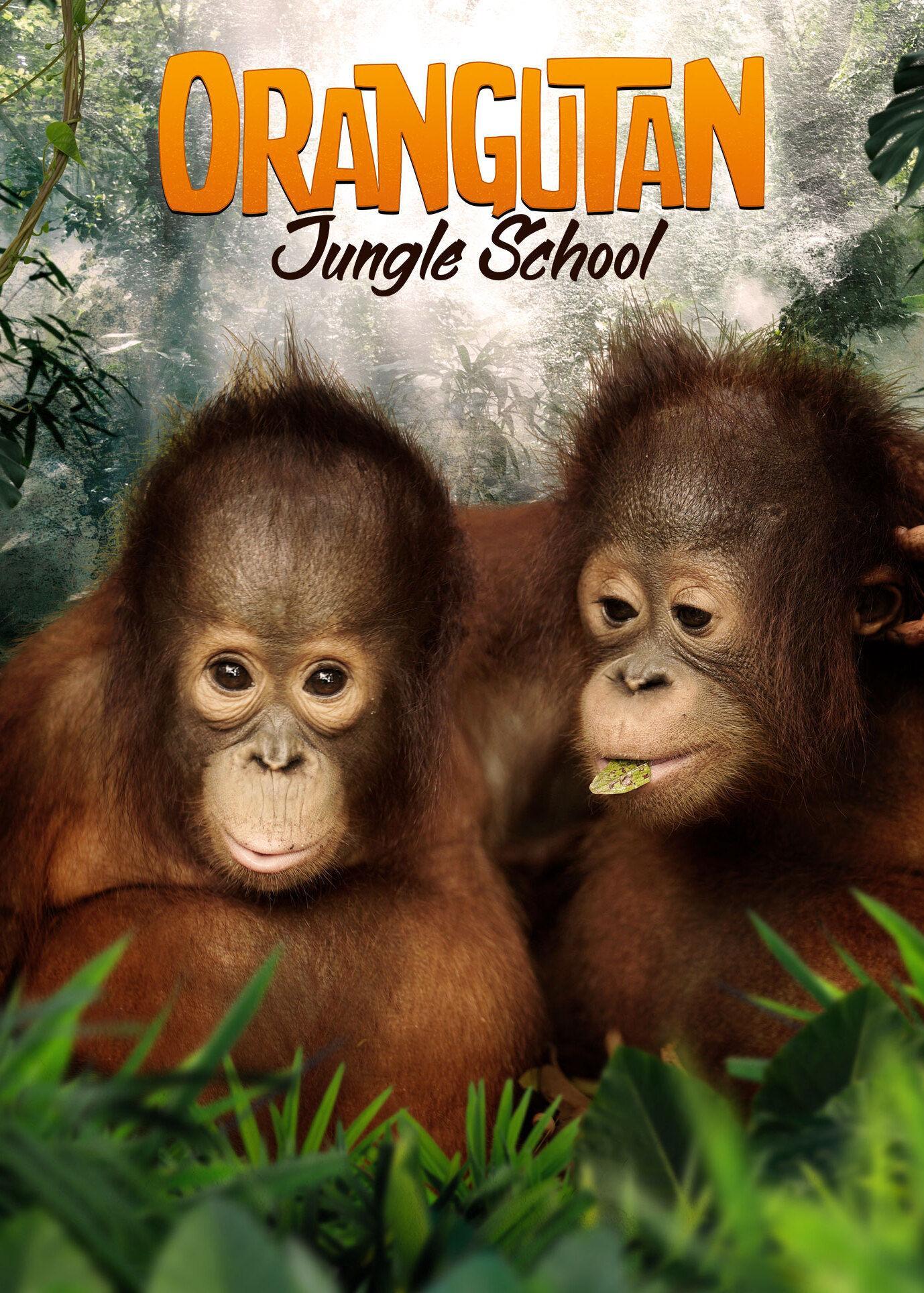Orangutan Jungle School S2-S3