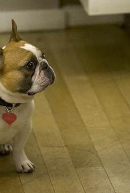 Beatrice the Dog