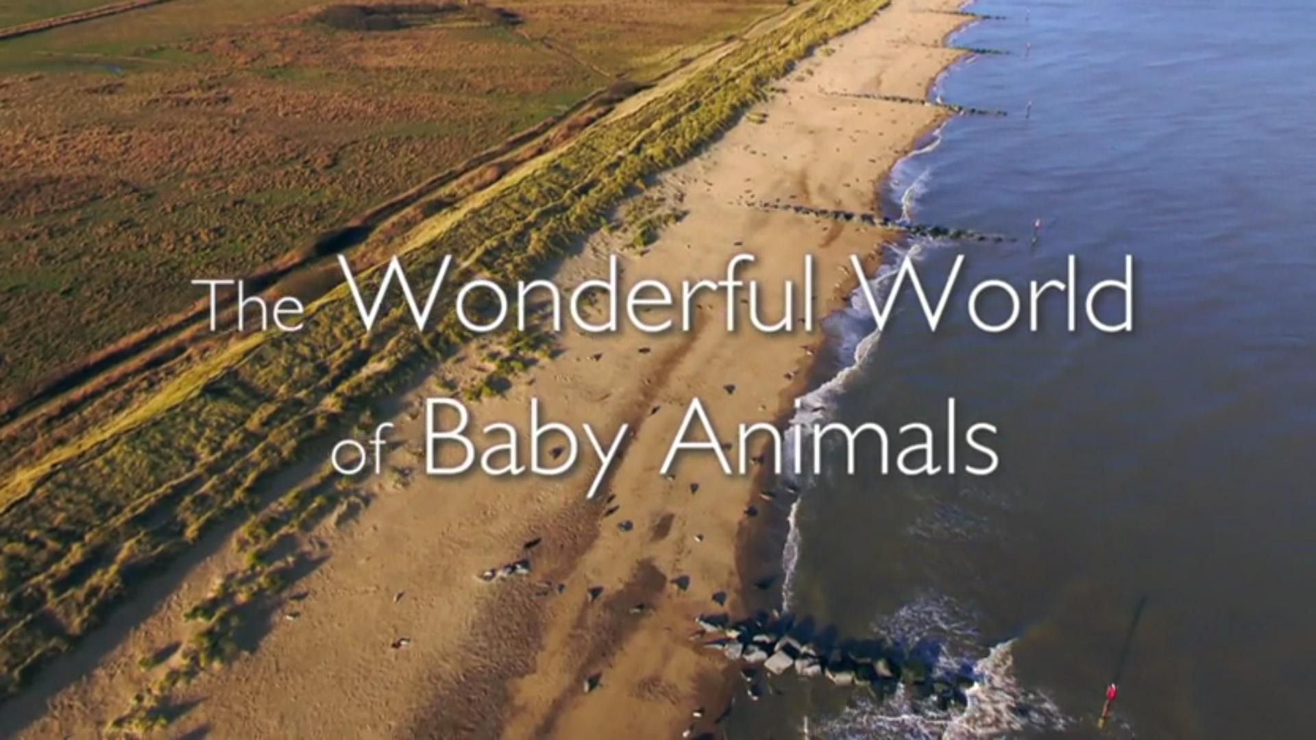The Wonderful World of Baby Animals
